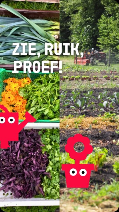Zie, ruik, proef! 🥬 Tijdens De Gelderse Dag ontdek je bij Tuinderij Bodemliefde waar je eten...